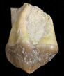 Oreodont (Merycoidodon) Tooth and Jaw Section - South Dakota #10527-1